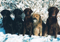 H�kan,Monica,Mattson,Noah,Huuko