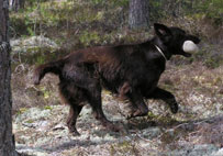 Matson palauttaa damia