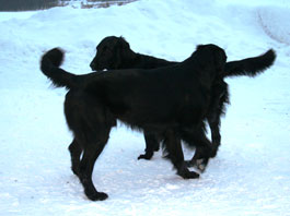 Ellis & Zumo