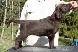 Lila puppy