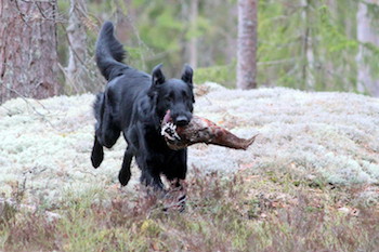 Swallowsflight Pole Position