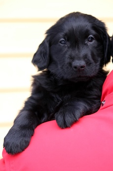 Lila