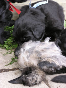 3,5-weeks-old