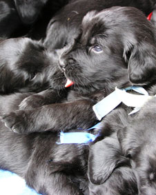 Puppies-3,5-weeks-old