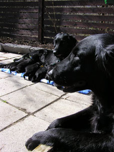 Pups-with-their-mom-and-greatgr